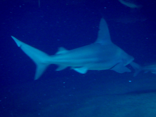 L'Oceanogr&agrave;fic Center.